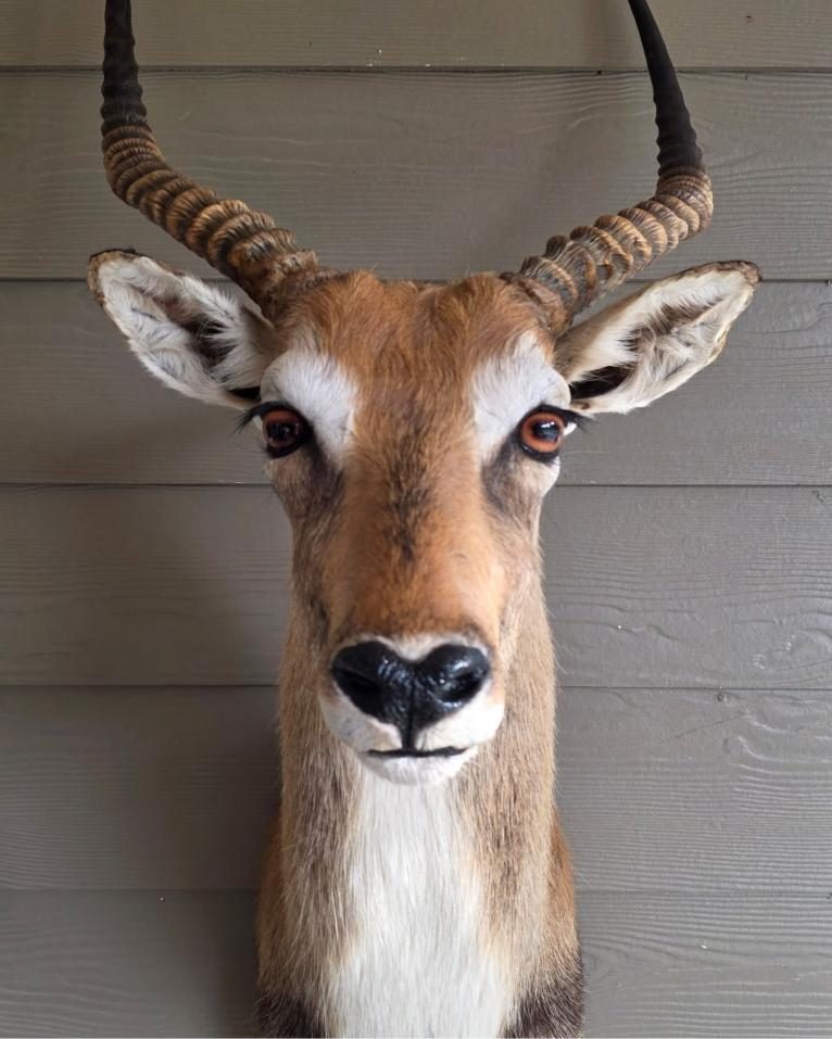 Lechwe shoulder mount after nose restoration and cleaning