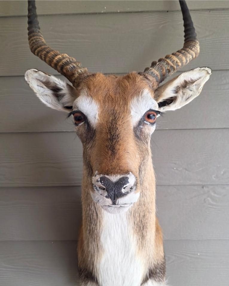 Lechwe shoulder mount before restoration, with a cracked and peeling nose