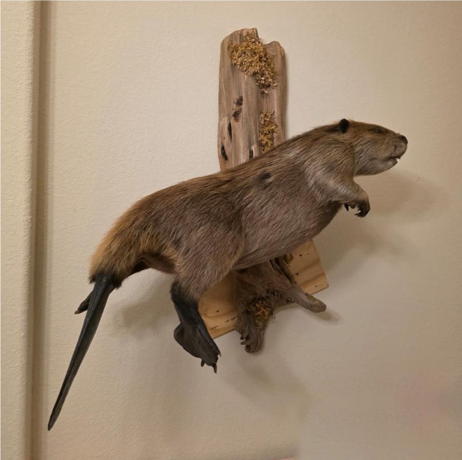 Beaver mount after the tail was repaired and the fur was cleaned
