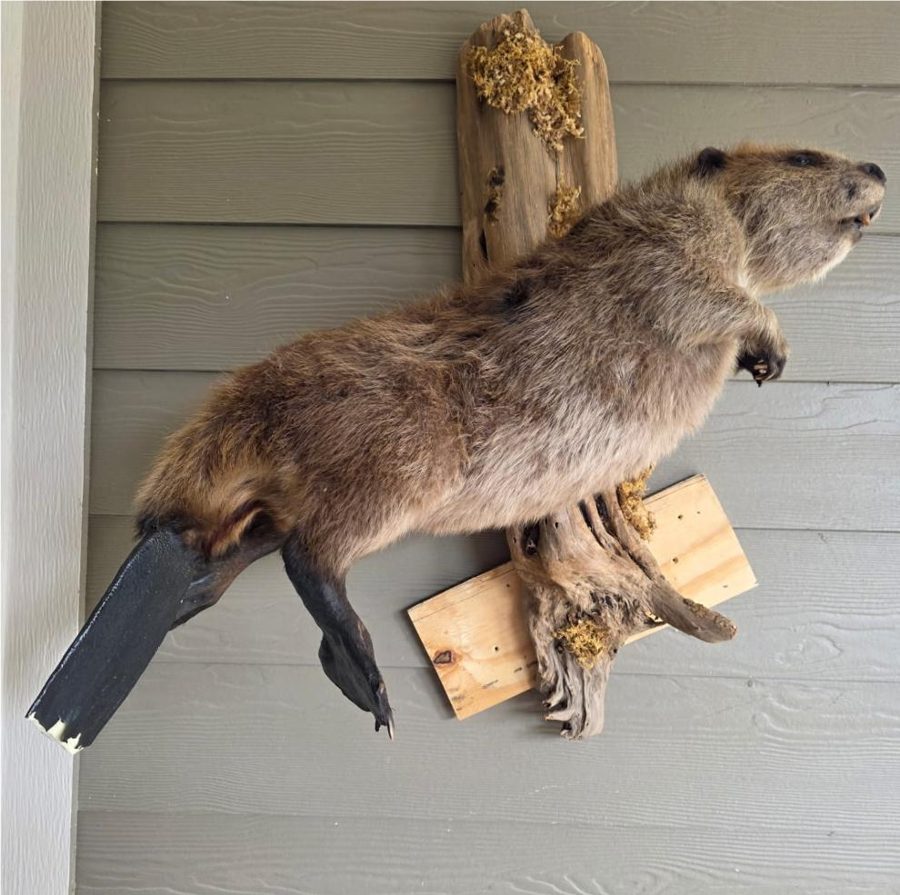 Beaver mount before repair, with a broken tail tip and dull, dusty fur