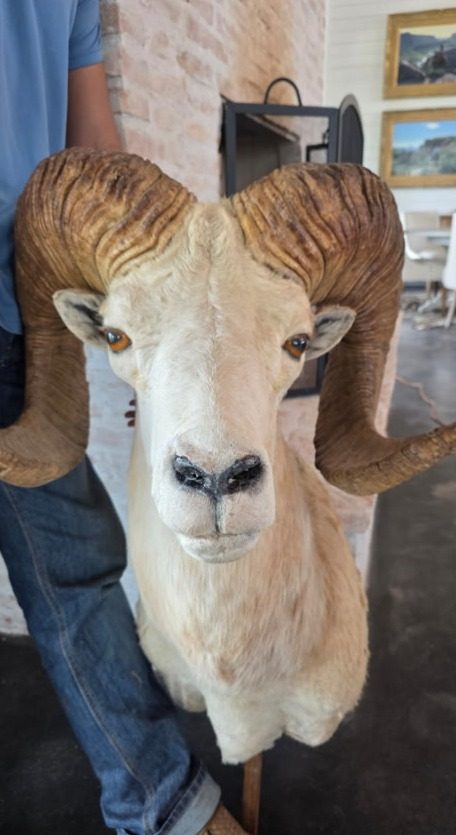 The same argali sheep mount after the face, lips and neck were rebuilt and refinished