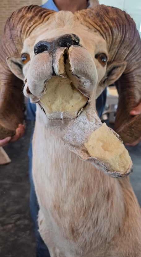 Argali sheep shoulder mount before restoration, with the face, lips and neck torn open down to the form