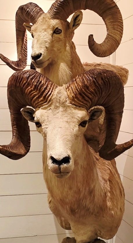 The restored argali sheep rehung on the wall beside a second sheep mount