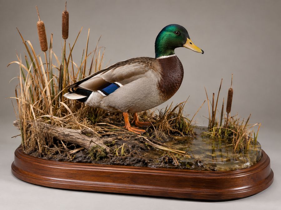 Mallard mount in a marsh habitat diorama